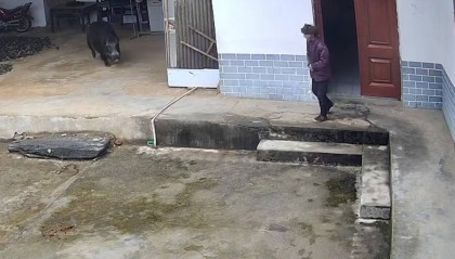 野猪将老人撕咬致死，家属称是捕猎队的猎犬追赶野猪进了家中，官方回复已成立专班小组