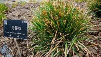 消失多年，突然重现上海！名字大有来头，上一次发现还是34年前