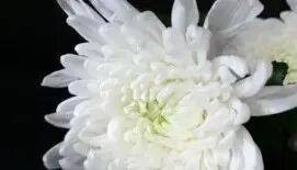 乌军士兵乔装成俄军，与俄士兵寒暄，随后趁其不备将两名俄军枪杀，无人机拍下全过程