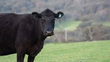 注意了，要开始大跌了吗……