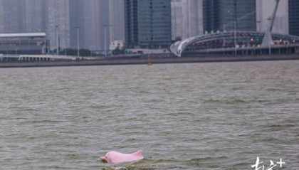 “喜洋洋”“乐融融”本尊现身！中华白海豚畅游港珠澳大桥为十五运会助阵