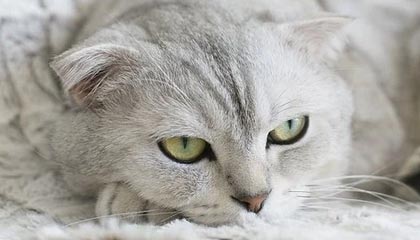 外汇局：新增MCC补充分类不影响银行对持卡人的服务