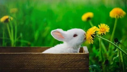 马来西亚总理在特朗普面前调侃：我坐过牢，而你也差点进去了