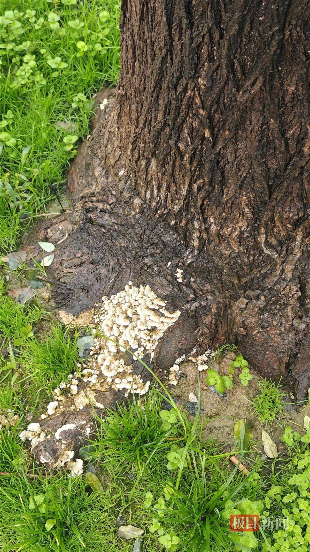 西安连续一个多月降雨遍地长蘑菇，大雁塔受潮，城墙布满青苔，气象局解释成因