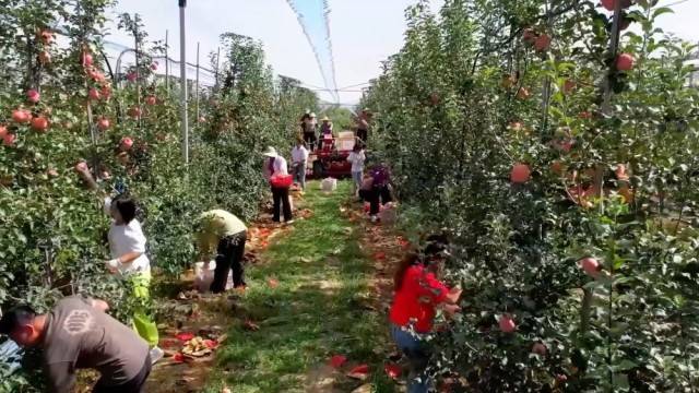 特色农业“金钥匙” 打开乡村振兴“富民门”