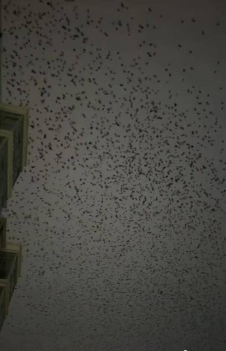 河北等多地天空现密集鸟群,网友担心是灾害预兆,当地称未收到相关预警,专家解读