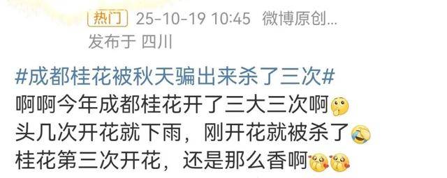 成都桂花又开了?原来是因为……