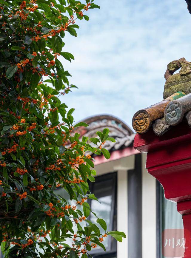 成都桂花又开了?原来是因为……