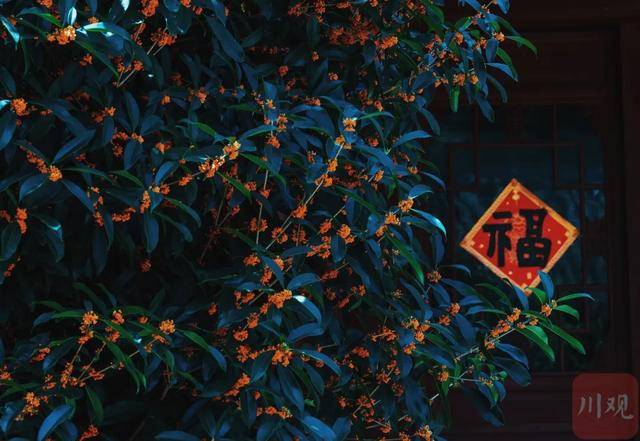 成都桂花又开了?原来是因为……