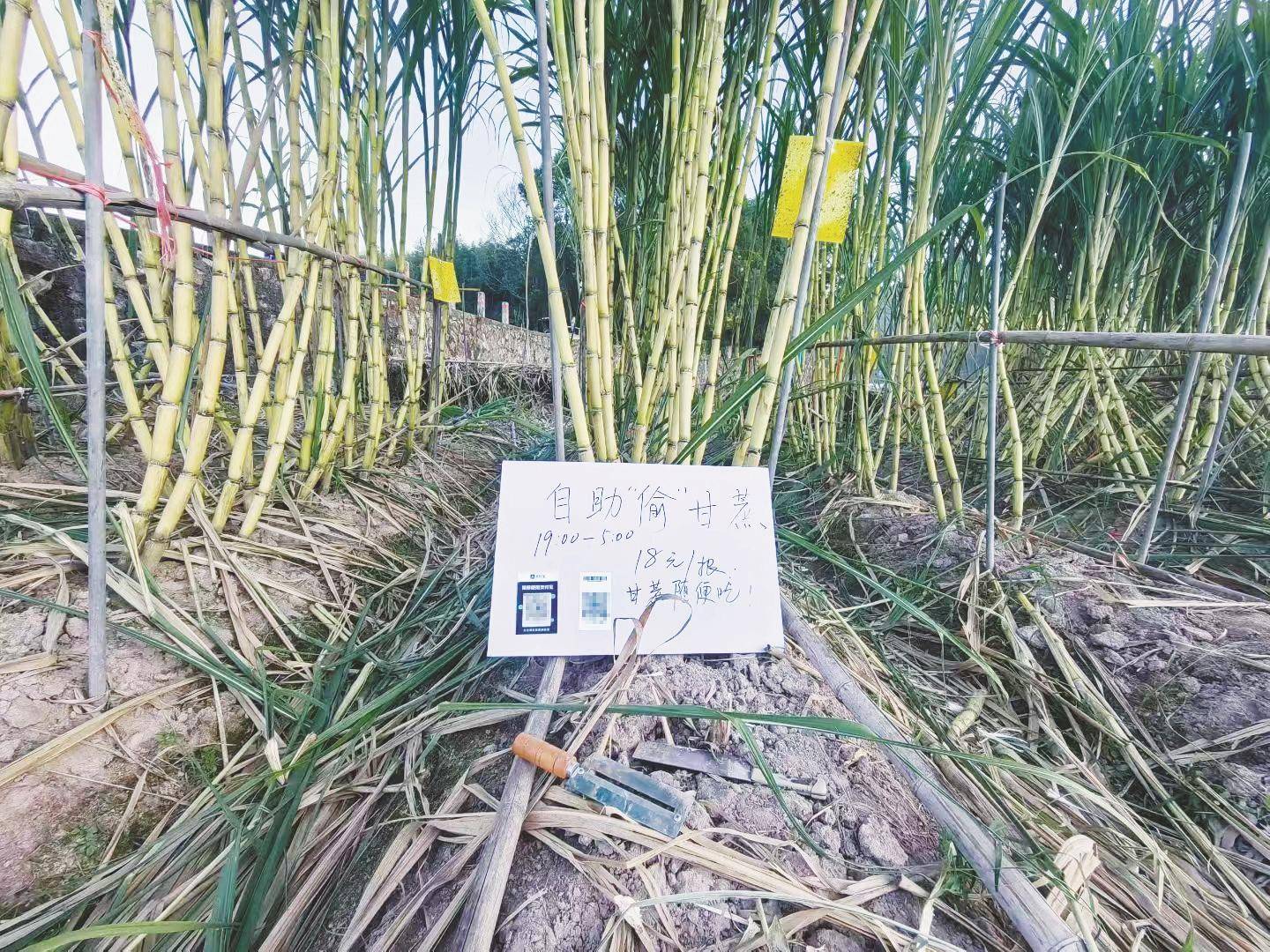 浙江一“可偷甘蔗地”成打卡点,上百网友深夜体验,80后“地主”:已收偷款6千元