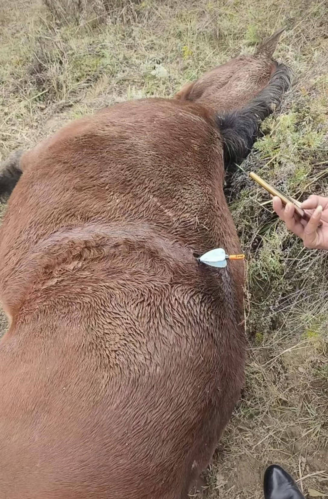 紫牛头条|多地发生动物遭热成像无人机投箭射杀事件,记者调查:已有地区将该设备列为禁猎工具