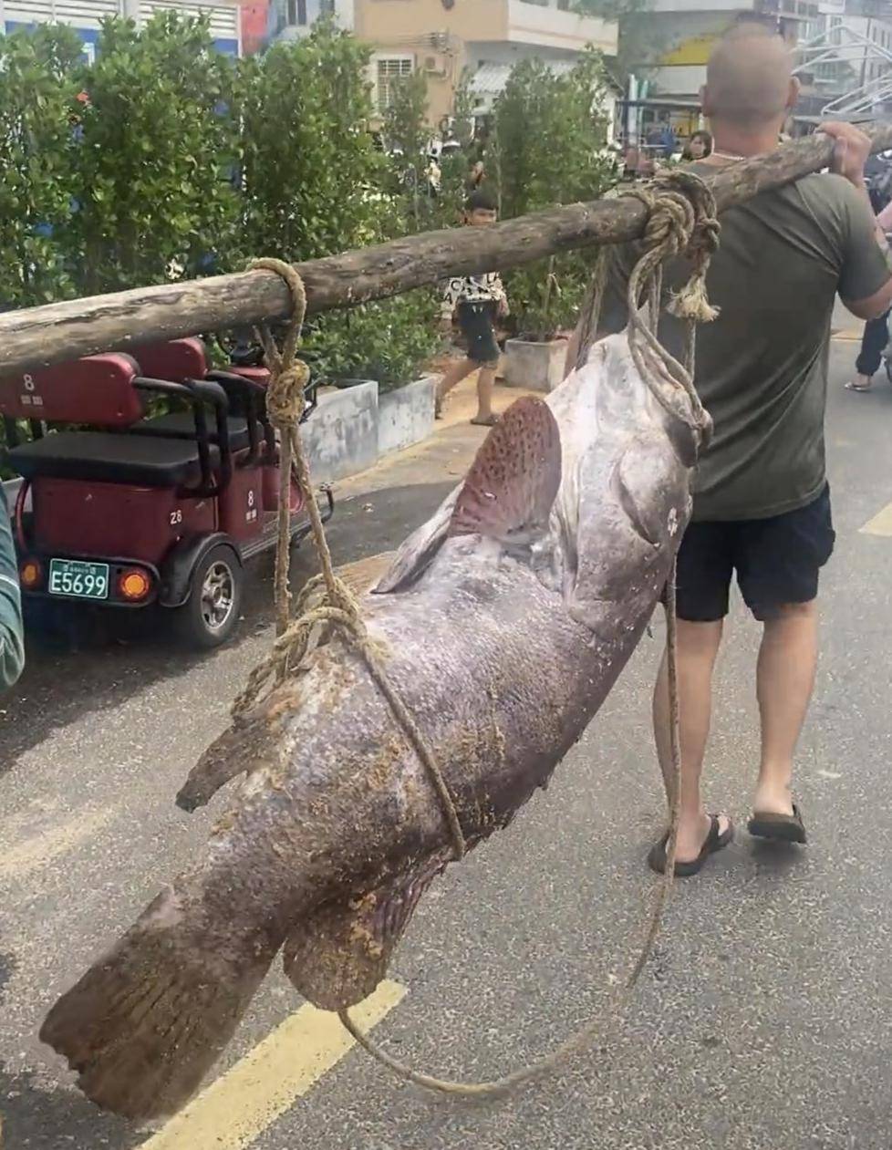 海口渔民捕获160斤巨型“石斑鱼”,多人拖上岸,两名成年人抬着过秤
