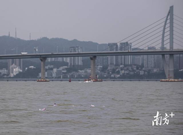 “喜洋洋”“乐融融”本尊现身!中华白海豚畅游港珠澳大桥为十五运会助阵